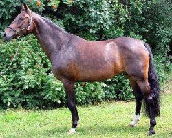 broodmare Shakira (Westphalian, 2002, from Sandro Hit)