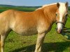 Zuchtstute Annabell (Haflinger, 2003, von Alban)