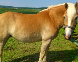 Pferd Annabell (Haflinger, 2003, von Alban)