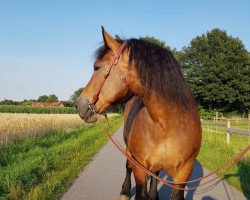 broodmare Malibu (Rhenish-German Cold-Blood, 2013, from Martell)