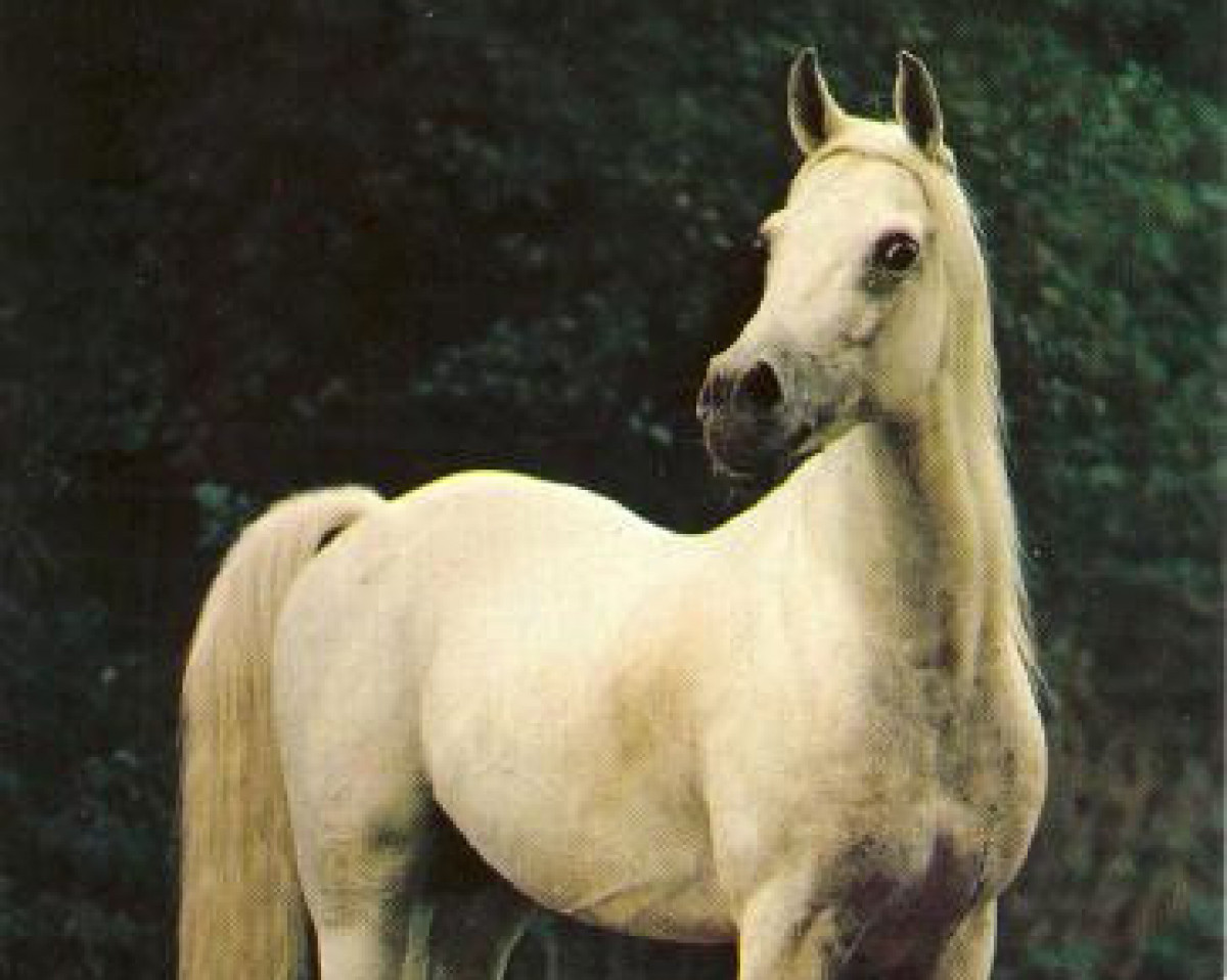 stallion Kaisoon 1958 EAO (Arabian purebred, 1958, from Nazeer 1934 RAS)