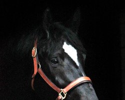 dressage horse Darcy (Hanoverian, 2017, from Dante Weltino Old)