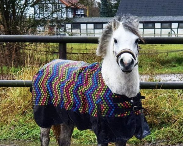 dressage horse Ulbargens Janus (Welsh mountain pony (SEK.A), 2013, from Ulb.Jeremy)