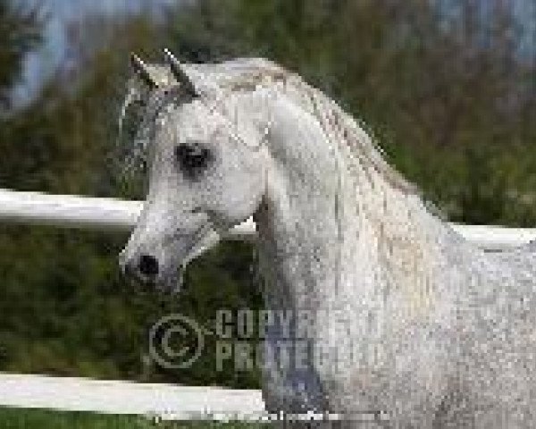 stallion BO KHALIL IBN MALIK JAMIL ox (Arabian thoroughbred, 2005, from DF Malik Jamil ox)