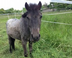 stallion My little Snoopy (Konik, 2012)