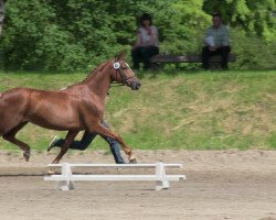 dressage horse Fürstin's Paula (Westfale, 2009, from Fürst Piccolo)