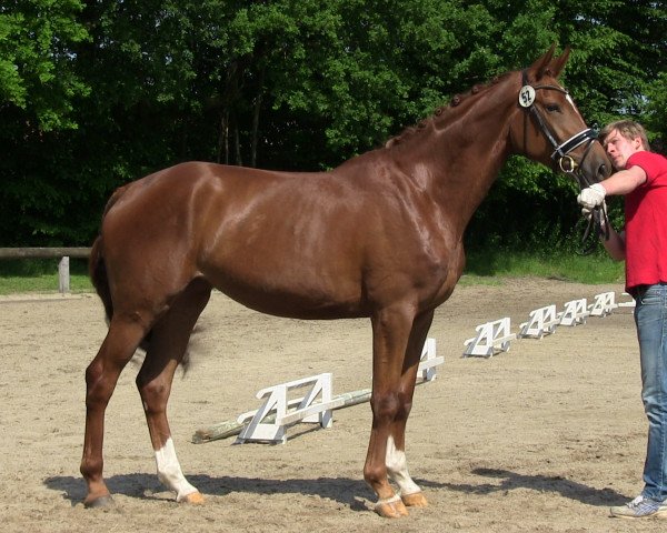 dressage horse Skyrose (Westphalian, 2010, from Schumacher)