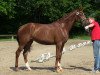 dressage horse Skyrose (Westphalian, 2010, from Schumacher)