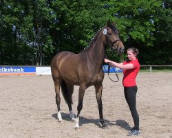 Pferd Rose of Deploy (Westfale, 2010, von Rubitano)