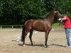 broodmare Quidamo's Love (Westphalian, 2010, from Quidamo)