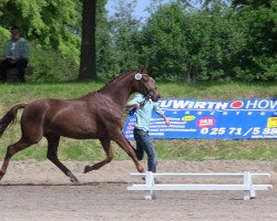 Springpferd Shakira (Österreichisches Warmblut, 2010, von Schumacher)