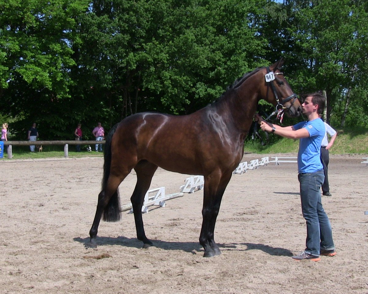 broodmare La Luna (Westphalian, 2010, from L'espoir)