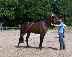 broodmare La Luna (Westphalian, 2010, from L'espoir)