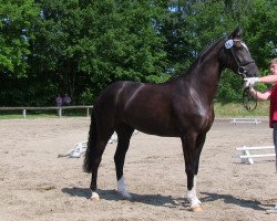 broodmare Superia (Westphalian, 2010, from Starnberg)