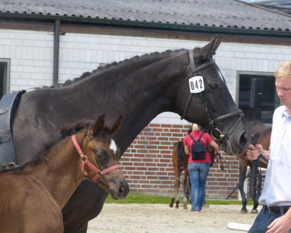 dressage horse Skyy S (Westphalian, 2013, from Sir Heinrich OLD)