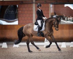 dressage horse Schierensees Secret Service (German Riding Pony, 2016, from HET Golden Dream)