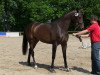 dressage horse Layla (Westphalian, 2010)