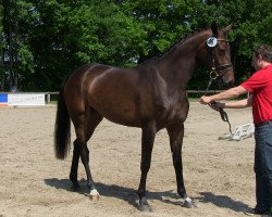 dressage horse Layla (Westphalian, 2010)