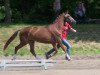 broodmare Freifrau (Westphalian, 2010, from Floresco NRW)