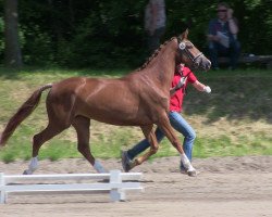 Zuchtstute Freifrau (Westfale, 2010, von Floresco NRW)