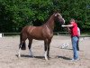 broodmare Cornado Queen (Westphalian, 2010, from Cornado NRW)