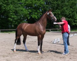 broodmare Cornado Queen (Westphalian, 2010, from Cornado NRW)