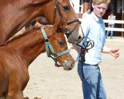 broodmare Dideldibadu AH (Westphalian, 2013, from Dibadu L)