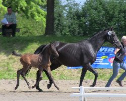 Dressurpferd Condor 620 (Westfale, 2013, von Conen)