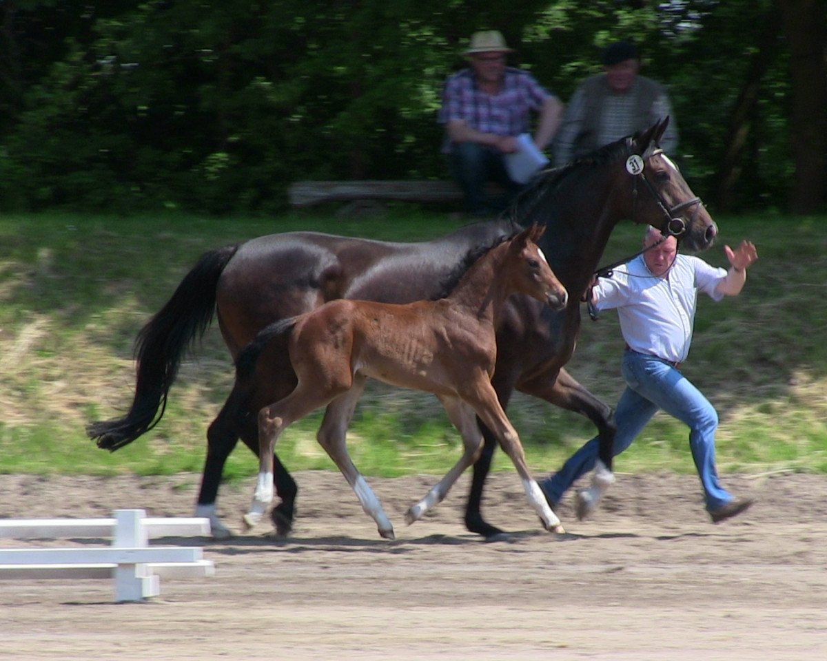 Dressurpferd Hengst von Belissimo (Westfale, 2013, von Belissimo NRW)