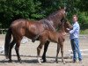 broodmare Daisy (Westphalian, 2013, from Dankeschön)