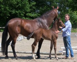 broodmare Daisy (Westphalian, 2013, from Dankeschön)