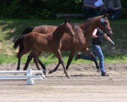 Pferd Supergirl (Westfale, 2013, von Sorento OLD)