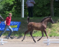 dressage horse Hengst von Enzo Ferrari (Westphalian, 2013, from Enzo Ferrari)