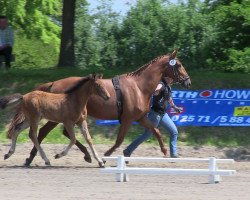 dressage horse Stute von Riccione (Westphalian, 2013, from Riccione)