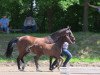 dressage horse Doreano 2 (Westphalian, 2013, from Depeche Mode)