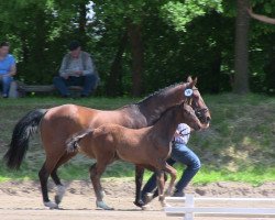 dressage horse Doreano 2 (Westphalian, 2013, from Depeche Mode)