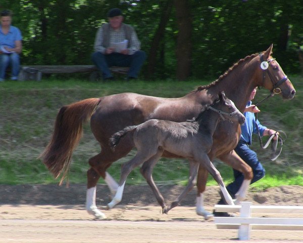 dressage horse Batida de Coco (Westphalian, 2013, from Belconi)