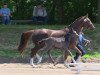 dressage horse Batida de Coco 71 (Westphalian, 2013, from Belconi)