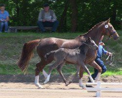 dressage horse Batida de Coco 71 (Westphalian, 2013, from Belconi)