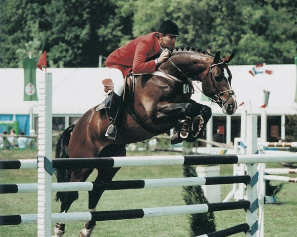 horse Voltaire (German Riding Pony, 2002, from Voyage)