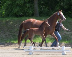 broodmare Stute von Belconi (Westphalian, 2013, from Belconi)