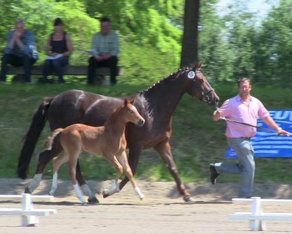 dressage horse Bambino 36 (Westphalian, 2013, from Belconi)