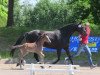 dressage horse Boateng 5 (Westphalian, 2013, from Belconi)