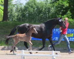 dressage horse Boateng 5 (Westphalian, 2013, from Belconi)