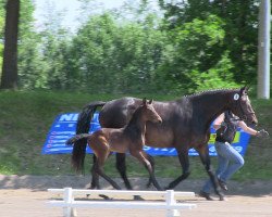 dressage horse Hengst von Belconi (Westphalian, 2013, from Belconi)