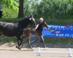 jumper Belconti (Westphalian, 2013, from Belconi)