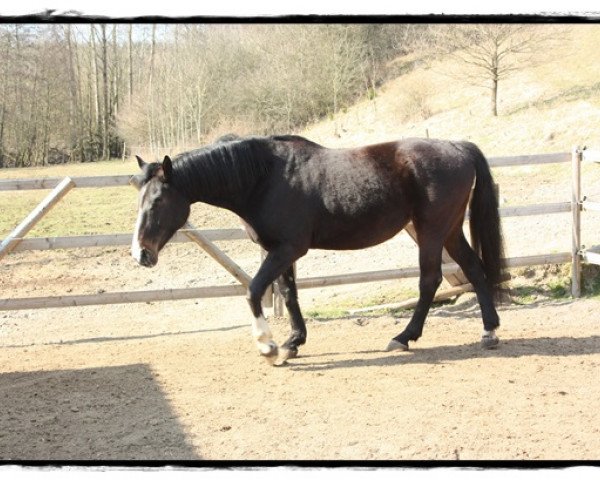 broodmare Roxana (Westphalian,  , from Ragazzo)