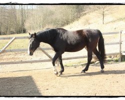 broodmare Roxana (Westphalian,  , from Ragazzo)