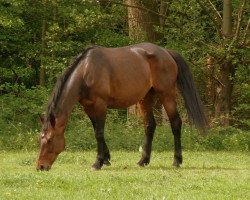 broodmare Daina (Hanoverian, 2000, from Daidalos)