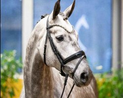 dressage horse Meine Wolke (Hanoverian, 2017, from Morricone)